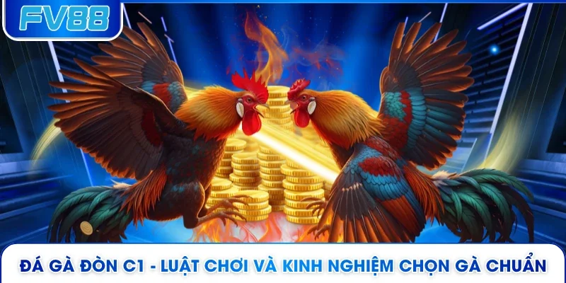 Đá Gà Đòn C1 - Luật Chơi Và Kinh Nghiệm Chọn Gà Chuẩn