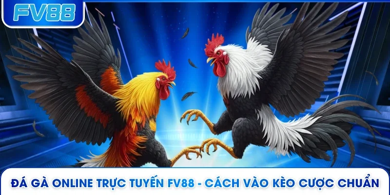 Đá Gà Online Trực Tuyến FV88 - Cách Vào Kèo Cược Chuẩn