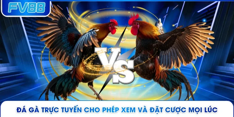 Đá gà trực tuyến cho phép xem và đặt cược mọi lúc 