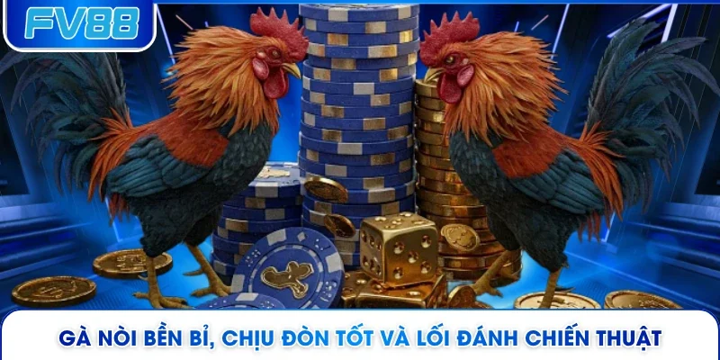 Gà nòi bền bỉ, chịu đòn tốt và lối đánh chiến thuật 