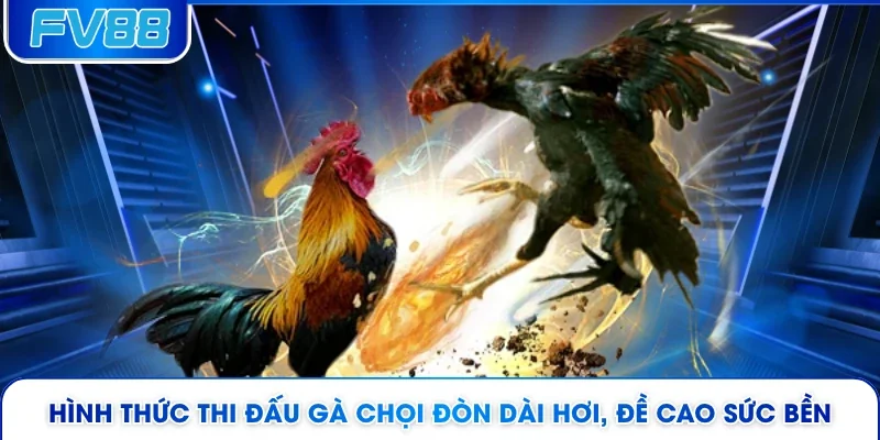 Hình thức thi đấu gà chọi đòn dài hơi, đề cao sức bền 