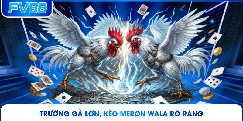 Trường gà lớn, kèo Meron Wala rõ ràng 